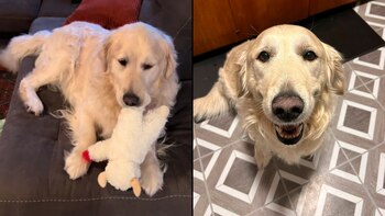 El perro fue utilizado en