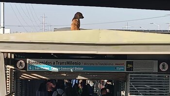 Personal de TransMilenio rescató a