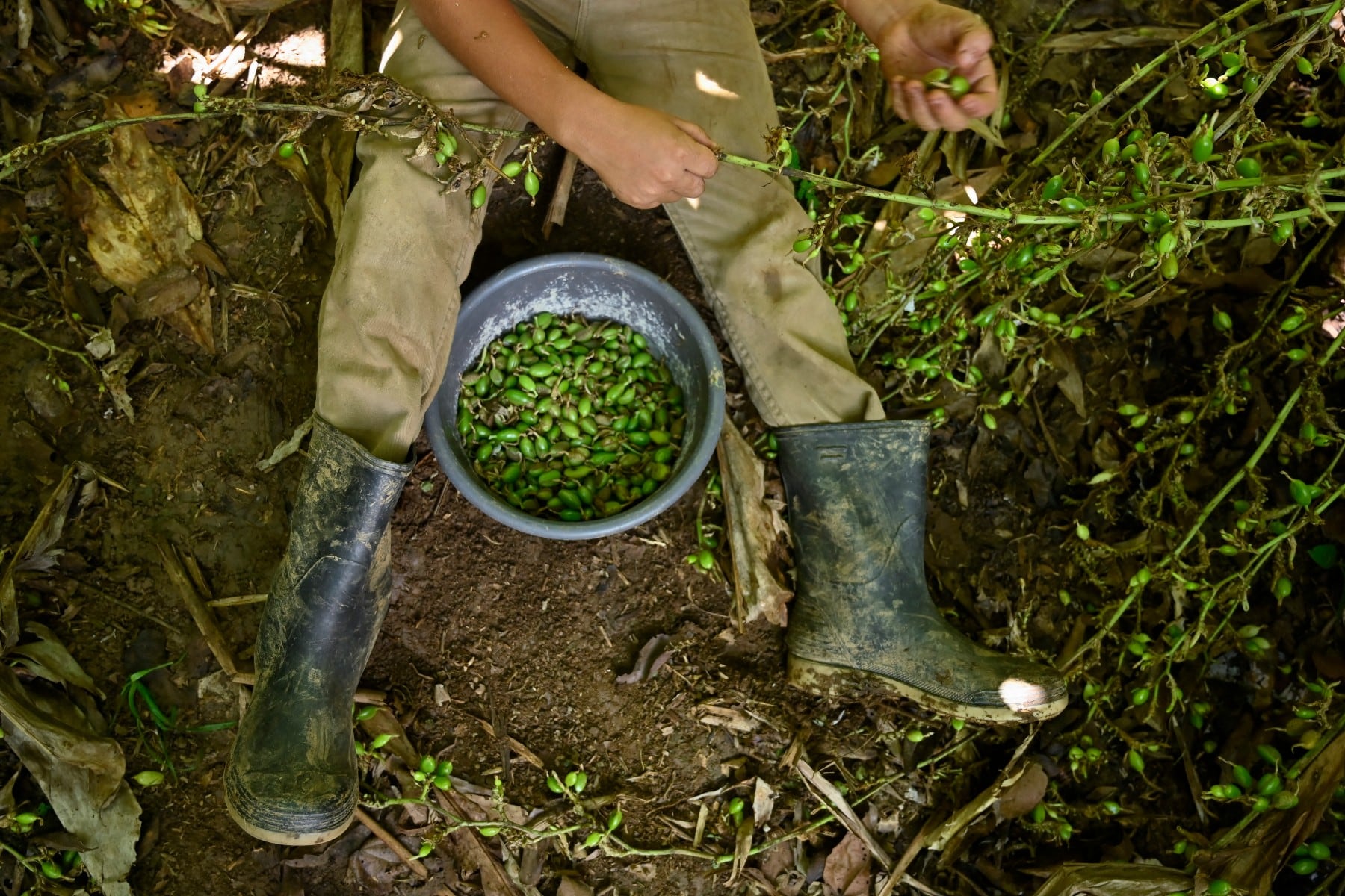 La recolección se realiza a ras del suelo, entre los tallos de la planta. La cosecha de cardamomo en Honduras se concentra habitualmente entre noviembre y enero. (Infobae Centroamérica/ Orlando SIERRA / AFP)