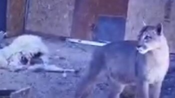 Los pumas se han cebado