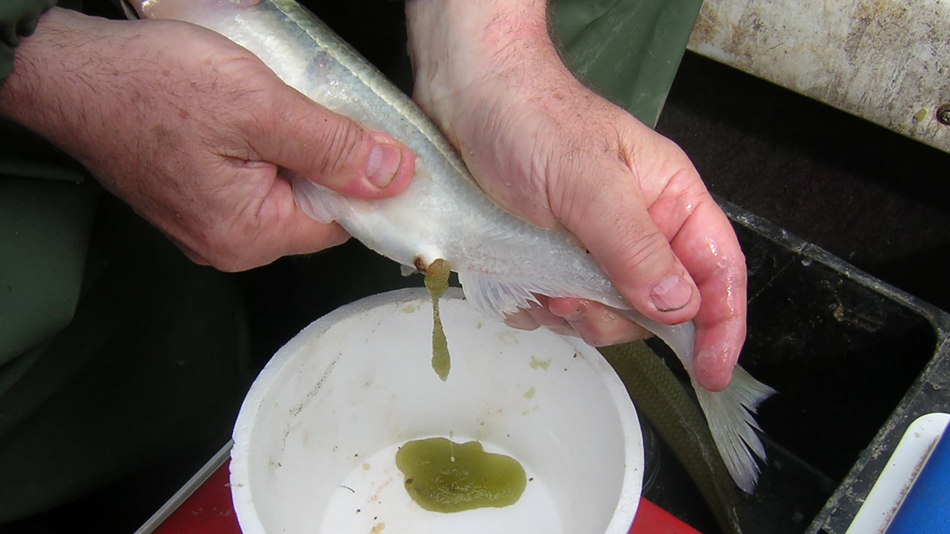 A pesar de los avances, la producción comercial sustentable del pejerrey bonaerense aún enfrenta desafíos en eficiencia y cuidado ambiental/ Gustavo Somoza