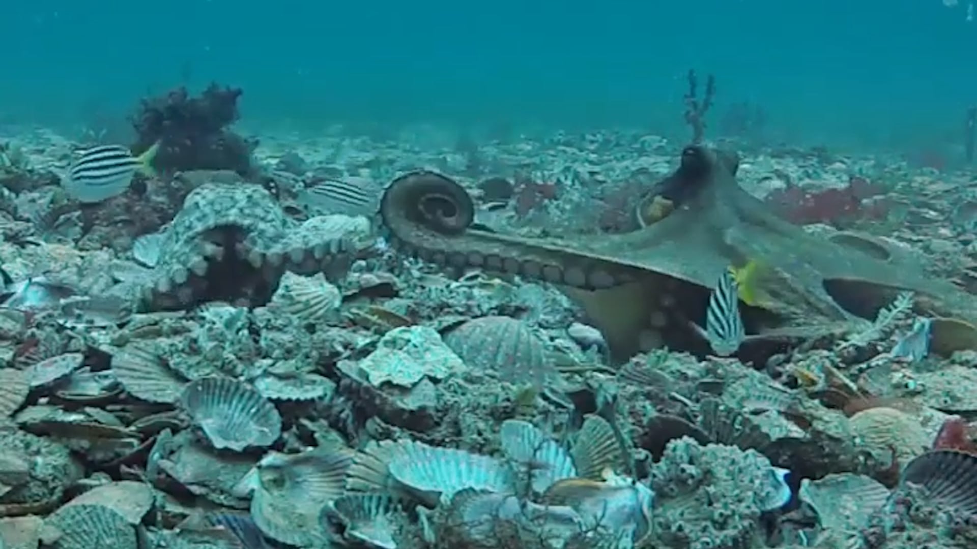 Una hembra de pulpo común de Sídney fue registrada lanzando lodo a un macho en la bahía de Jervis, Australia (Imagen Ilustrativa Infobae)
