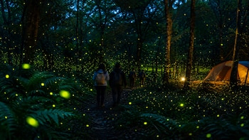 Luciérnagas en CDMX 2026: dónde ver el espectáculo natural con camping, teatro y recorridos nocturnos