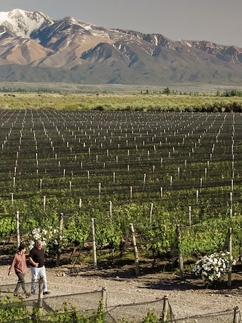 Vinos premiados Decanter World Wine Awards