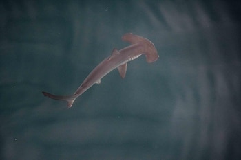 Los humanos son la primera