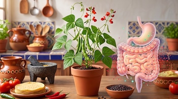 Planta de frijol en maceta, tortillas, chiles y frijoles en una mesa junto a una ilustración del estómago y los intestinos humanos.