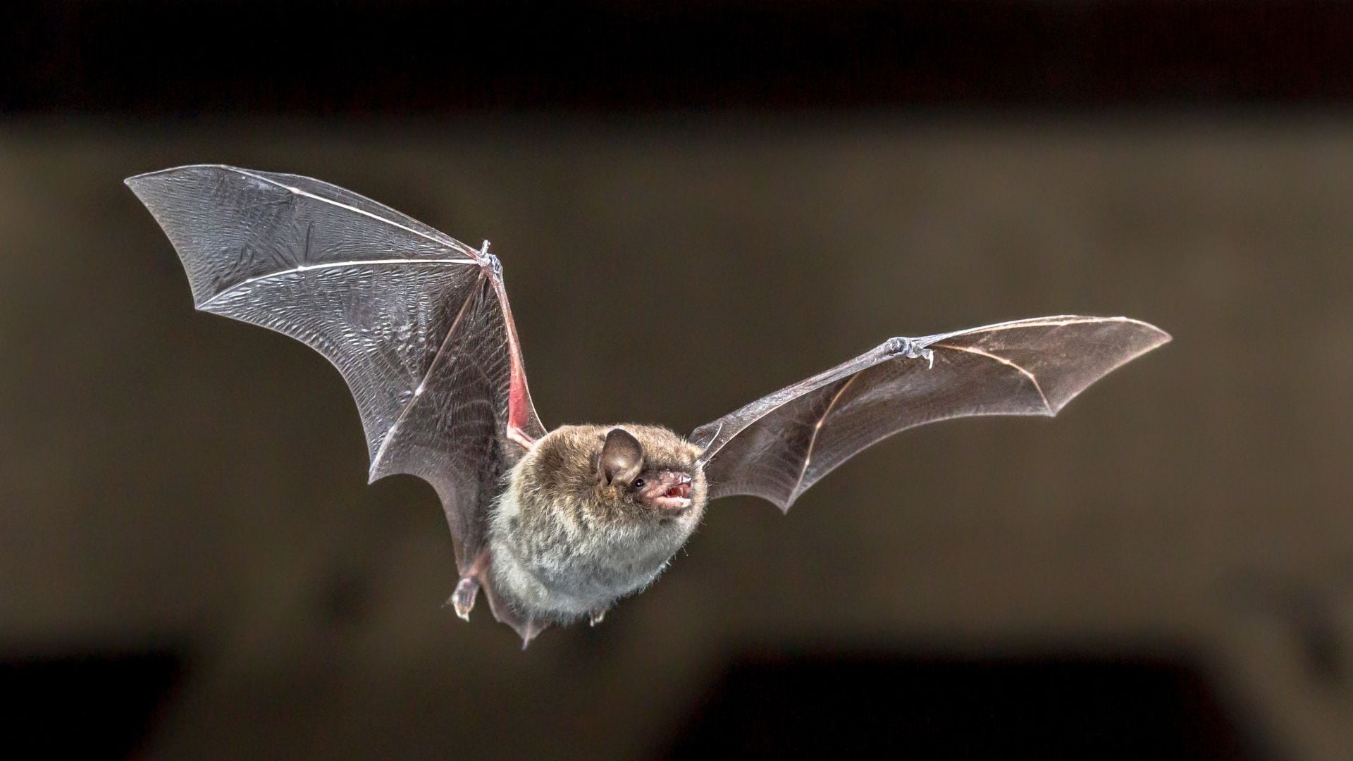 Un murciélago en pleno vuelo (Canva)
