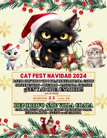 Gatos, Felinos, Animales, Mascotas