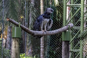 El ave estaba en rehabilitación tras ser rescatada con heridas de bala en Colón. Tomada de MiAmbiente
