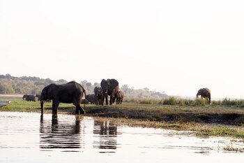 ARCHIVO - Elefantes junto al río Chobe. Namibia y la vecina Botsuana fueron países pioneros en la protección de animales salvajes. Pero las sequías de los últimos años han llevado a una dramática competencia entre la población humana y la fauna por el escaso hábitat con disponibiidad de agua. Foto: Lisa Ossenbrink/dpa