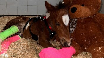 Almendrita sobrevivió al ataque de