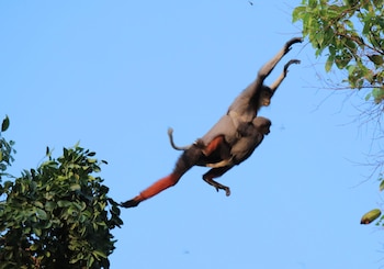 HANDOUT - Monos de patas