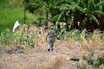 En el sur de Honduras claman por lluvias en septiembre para salvar última cosecha del año