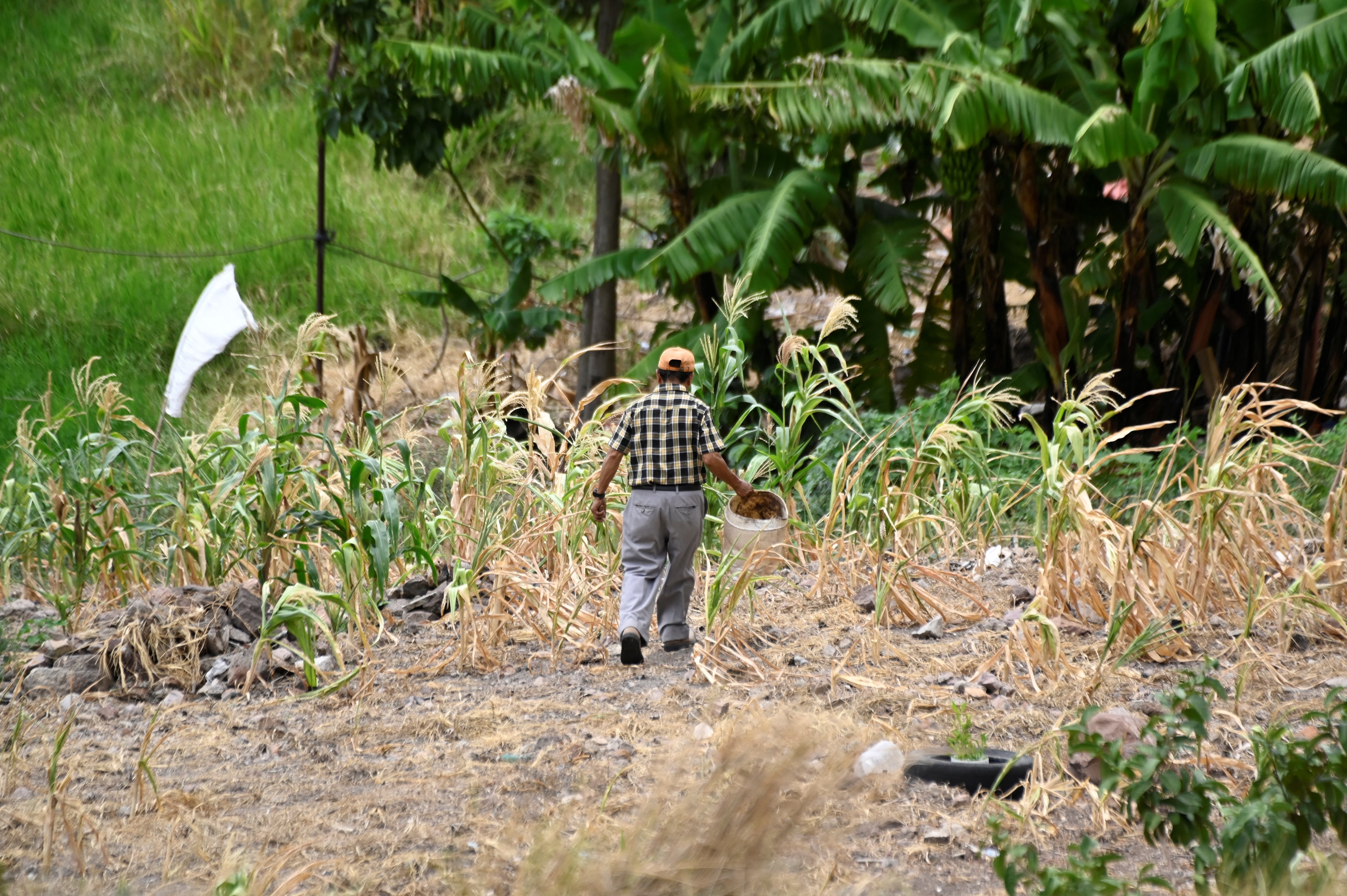 Temen que la situación de sequía se agudice si no llueve en septiembre, y ya se presagia un 2027 con más sequía. (Infobae Centroamérica/ Orlando SIERRA / AFP)