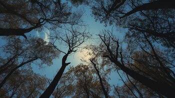 Pinos, robles y eucaliptos están