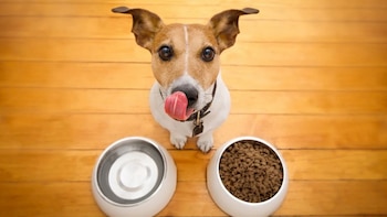 Perro de color blanco y marrón con lengua afuera, dos cuencos con comida seca y agua sobre un piso de madera clara