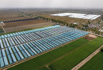 Los cultivos bajo cubierta han