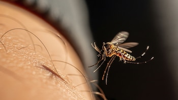 Imagen macro de un mosquito volando muy cerca de la piel humana, que muestra folículos pilosos y textura. El insecto tiene alas transparentes y patas finas.