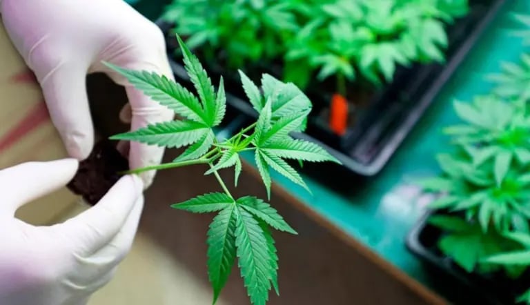 El primer envío de cannabis medicinal costarricense ya despertó el interés europeo: tras recibir la muestra inicial, importadores del continente han manifestado su intención de adquirir la producción anual completa de la empresa local - crédito EFE