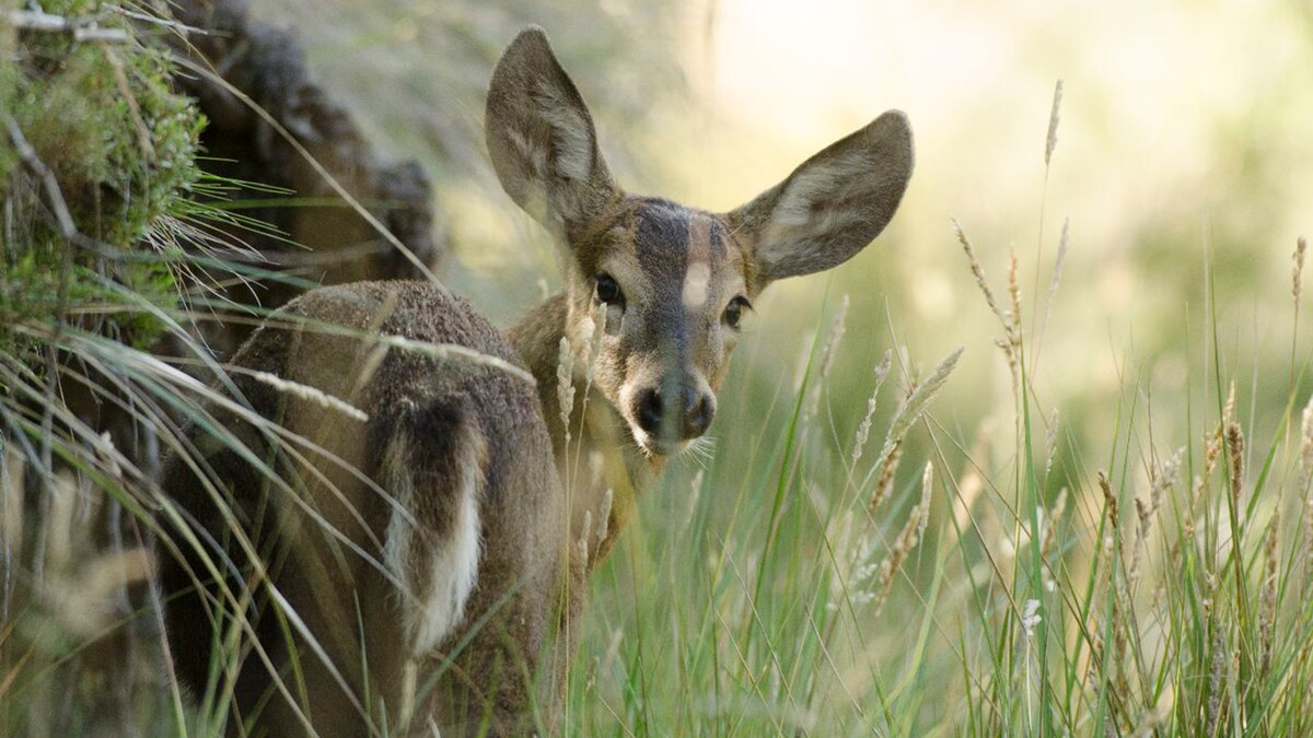 Huemul