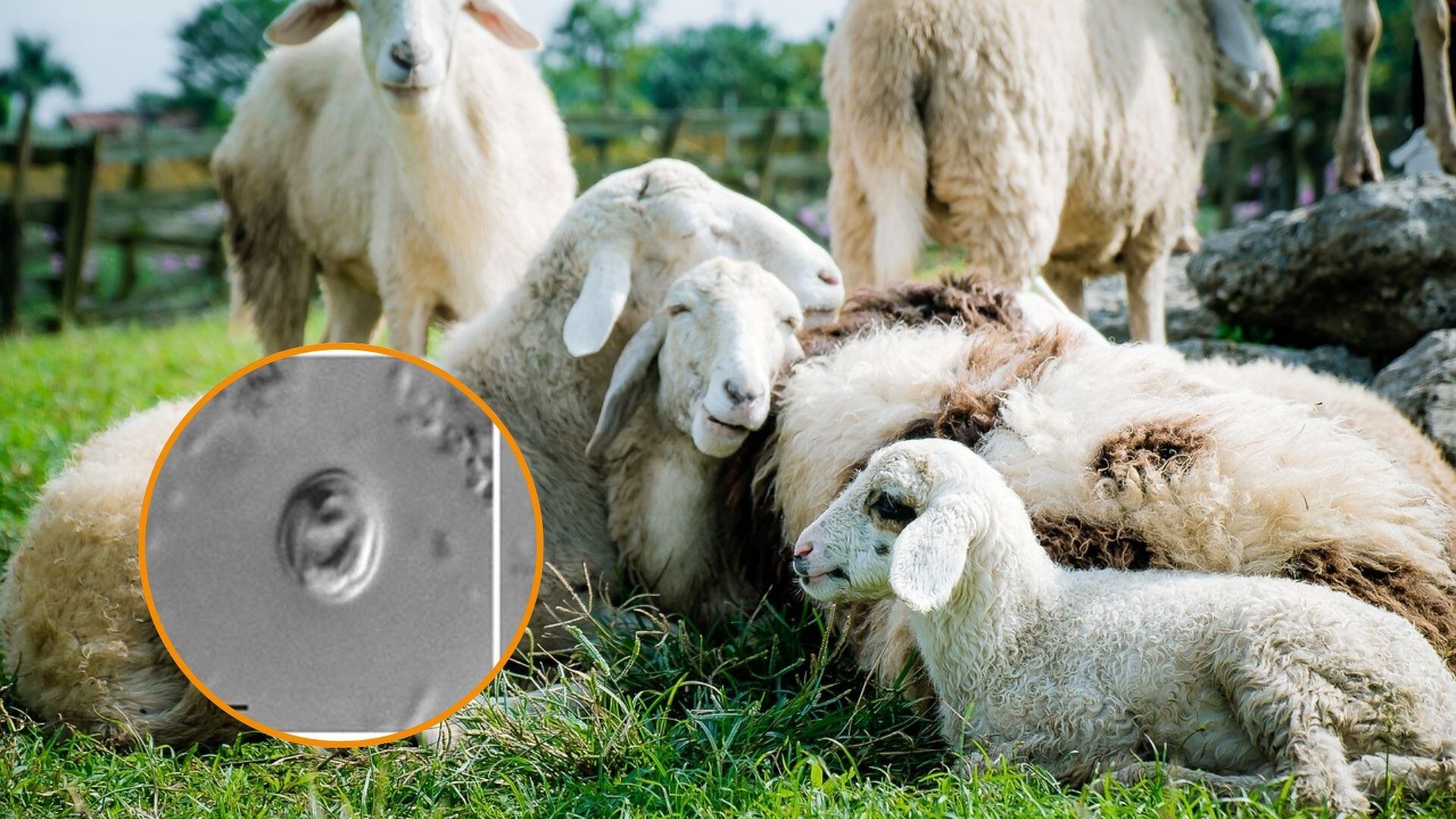 Granja de ovejas. (Pixabay)