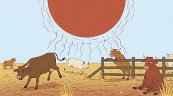 Ilustración de bovinos estilizados, algunos de pie inestables, otros sentados, en un campo seco y agrietado con vegetación amarillenta bajo un sol rojizo gigante.