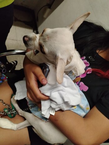 Un perro chihuahua blanco con vendajes en la pata delantera y la boca es sostenido suavemente por una persona, que también sujeta un teléfono móvil