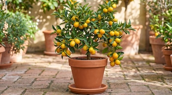 Un árbol de quinotos con frutos anaranjados y hojas verdes en una maceta de terracota sobre un piso de ladrillos. Otras plantas en macetas.