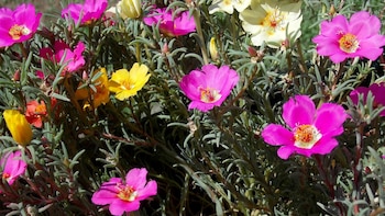 Diversos tonos en una misma planta: así luce la floración continua de la portulaca bajo el sol