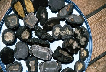 Bacterias quimiosintéticas transforman estos compuestos