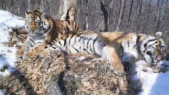 Historia de amor felina: 190