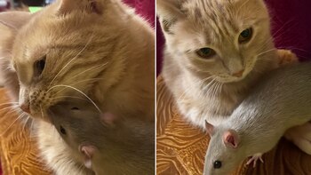 La tierna historia de una