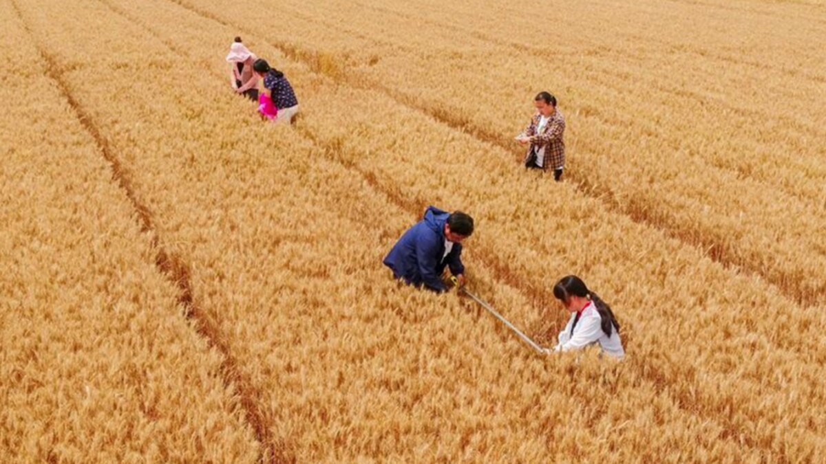 China reducirá sus importaciones de granos: señales preocupantes para el comercio global