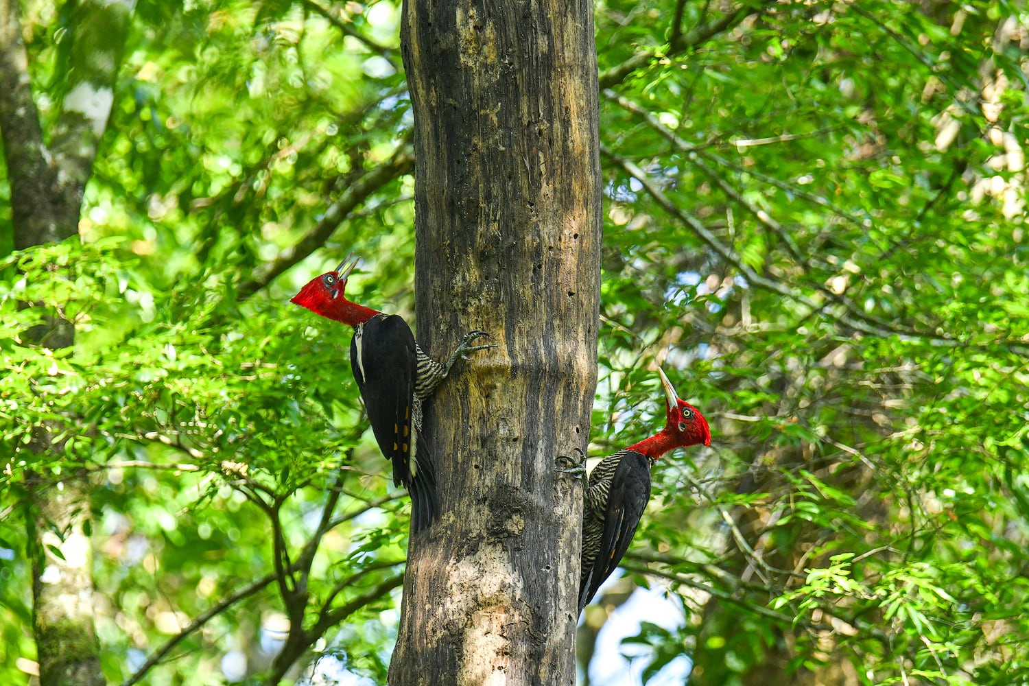 Una pareja de pájaros carpinteros fueron retratados por Sergio Moya en la selva misionera (SM)