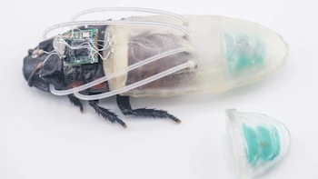 Cucarachas ciborg ya respiran bajo el agua por 3 horas con tecnología 3D