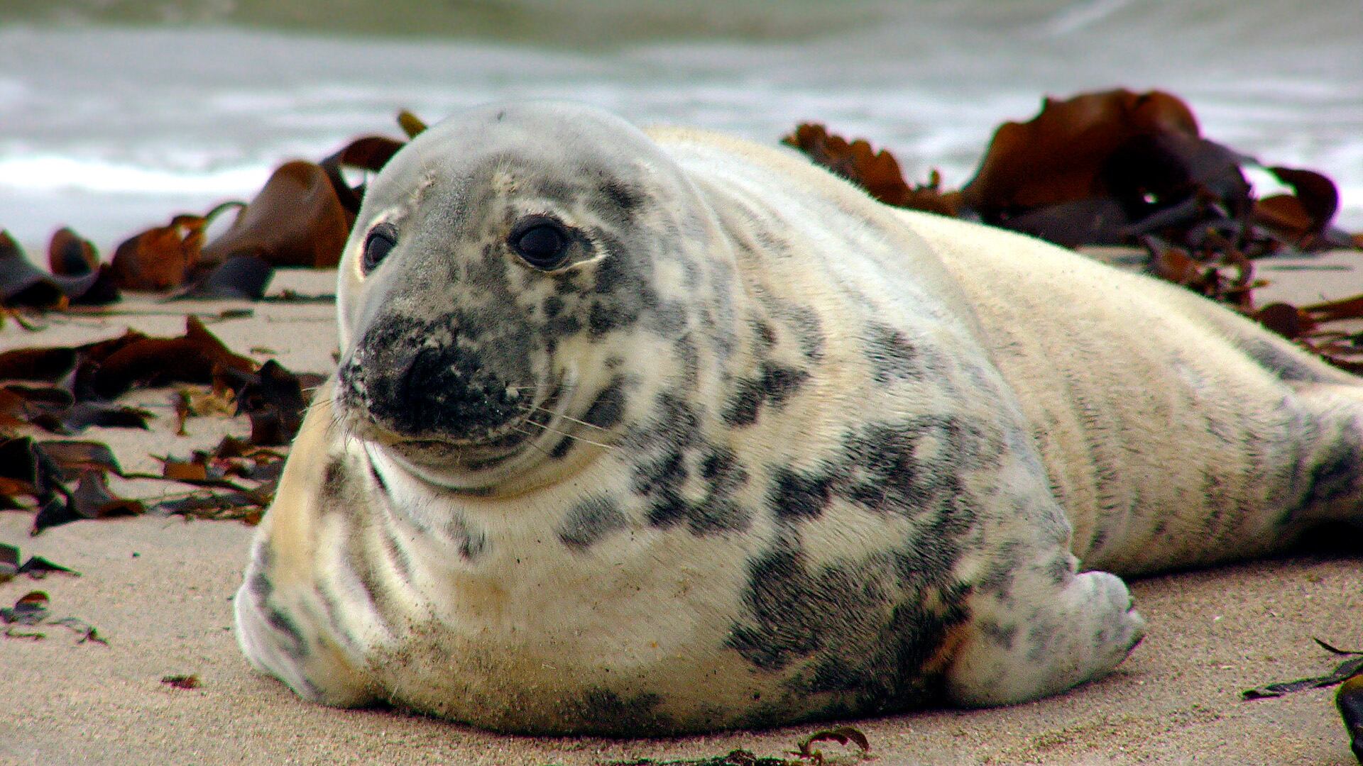 Cerca de dos tercios de los azúcares identificados en la leche de foca gris son completamente nuevos para la ciencia (Andreas Trepte Wikipedia)
