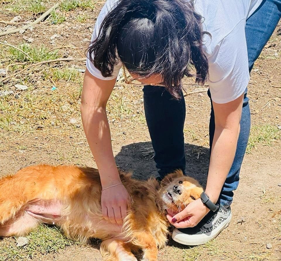 Así es el Refugio Franciscano, hogar de miles de perritos y gatitos (Foto de Fb de Refugio Franciscano)