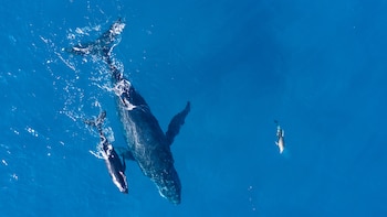 Islandia pone en peligro a una especie amenazada al reanudar la caza comercial de ballenas: solo hay tres países del mundo que mantienen esta práctica