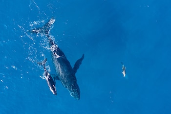 Imagen de archivo de tres ballenas. (Magnific)