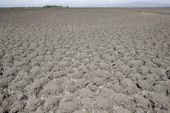 Las soluciones convencionales como cepillos