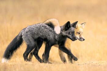 La artista sólo pudo pensar