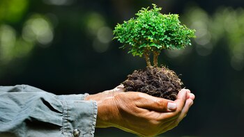 Farmer's hands holding a small tree on nature background