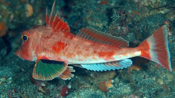 Los rubios presentan adaptaciones únicas