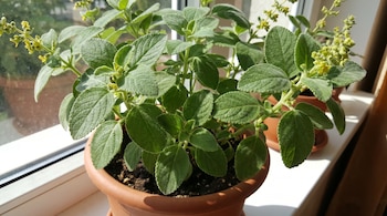 Una planta de boldo en una maceta de terracota está sobre un alféizar blanco. Tiene hojas verdes texturizadas y pequeñas flores amarillentas. Luz solar directa ilumina la escena.