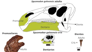 Una investigación estudia los cambios asociados al desarrollo del cránero del dinosaurio Iguanodon