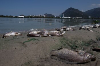 ARCHIVO - Cadáveres de peces en la costa de la laguna de Jacarepaguá, frente al Parque Olímpico en Río de Janeiro, Brasil, el 29 de agosto de 2015. (AP Foto/Silvia Izquierdo, Archivo)