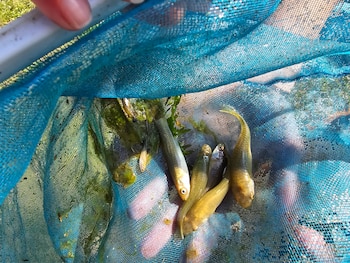 El uso de peces nativos en recipientes domésticos busca reducir la presencia de larvas del mosquito transmisor del dengue