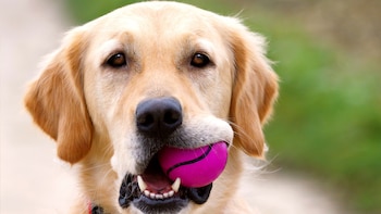 Los perros tienen la capacidad