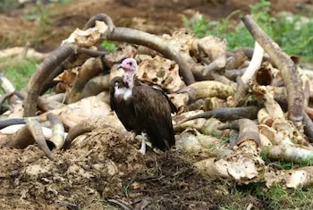 Un buitre con cabeza rosada y plumas marrones de pie junto a un montón de cuernos y huesos sobre el suelo