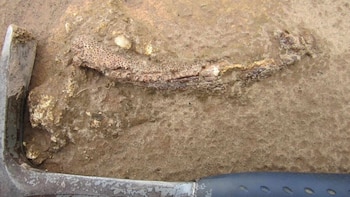 El fósil muestra una adaptación